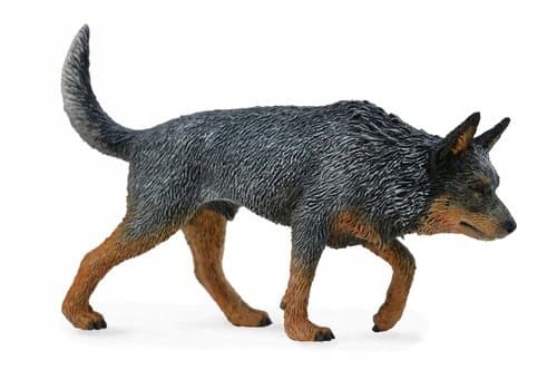 An Australian Cattle Dog.