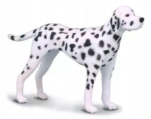 M.’s Dalmatian dog