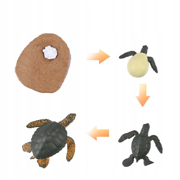 EDUCATIONAL SET OF SEA TURTLE MODELS FOR DECORATION