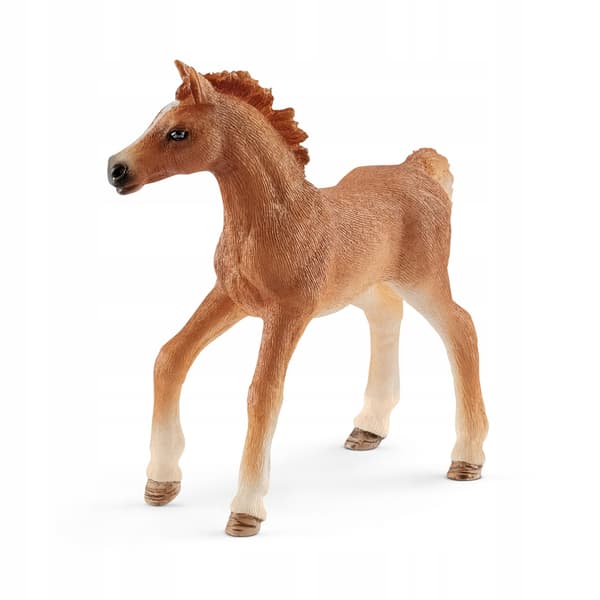 A foal with a blanket