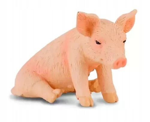 A piglet sitting, S.