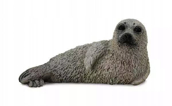 A young spotted seal, S.