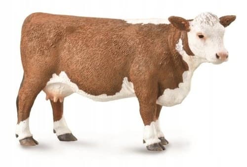 A Hereford cow.