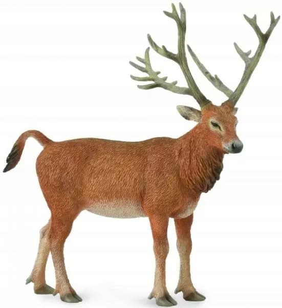 Pere David's deer.