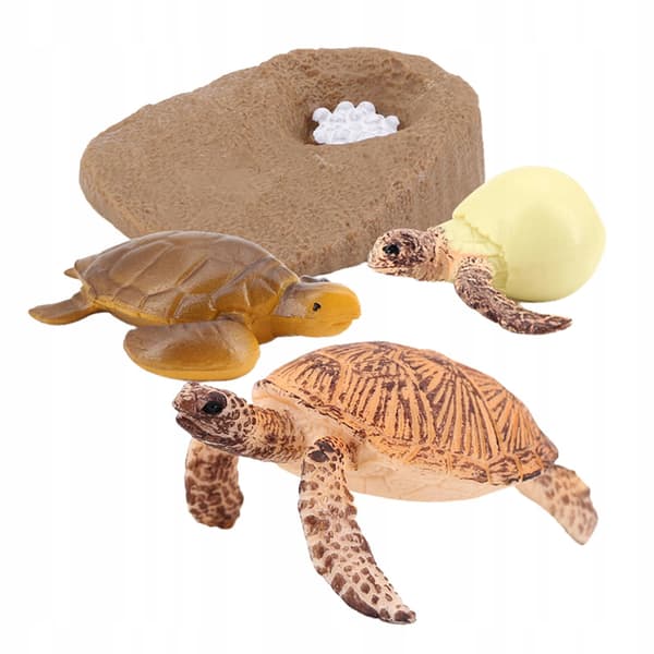Growth Animal life cycle models Simulation Sea turtle model 2423