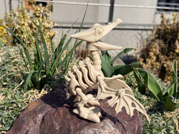 3D Pteranodon Skeleton + Nest with Eggs – a movable, articulated model