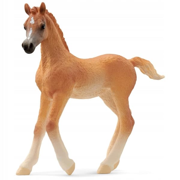 A purebred Arabian foal