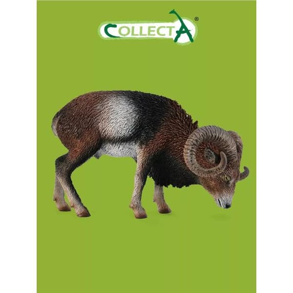 European mouflon L
