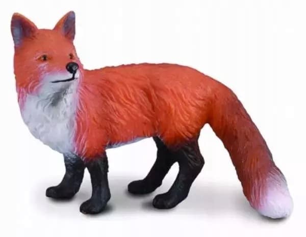 Common fox S.