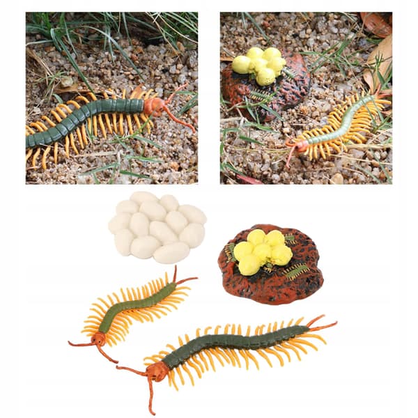 Insect Centipede: Lore, Life Cycle, Pieces – An insect model illustrating the life cycle: Eggs, Hatching