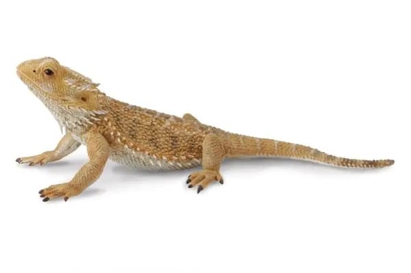 Pogona bearded dragon