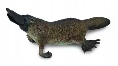 Australian platypus M.