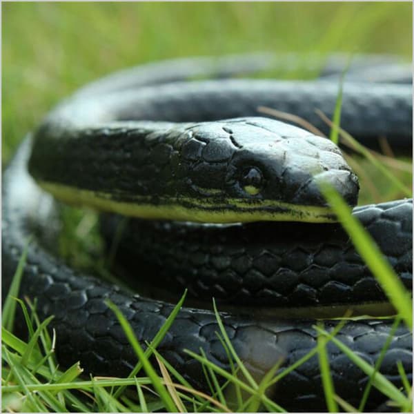 SOFT RUBBER TOY SNAKE