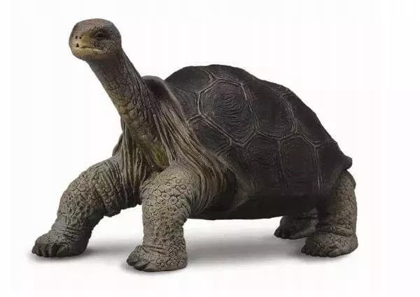 The tortoise from Pinta Island, M.