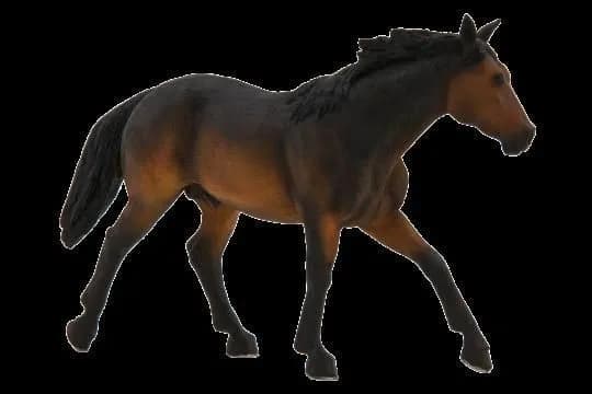 Mojo, a brown Quarter Horse
