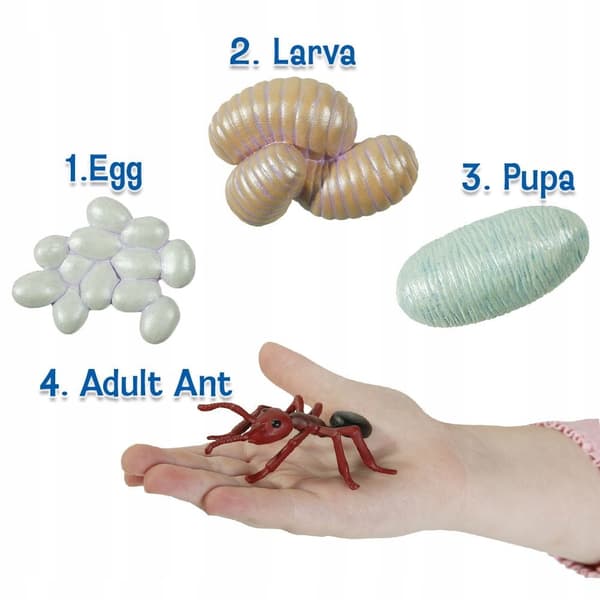 INSECT LORE educational ant life cycle figurine set for children aged 4+