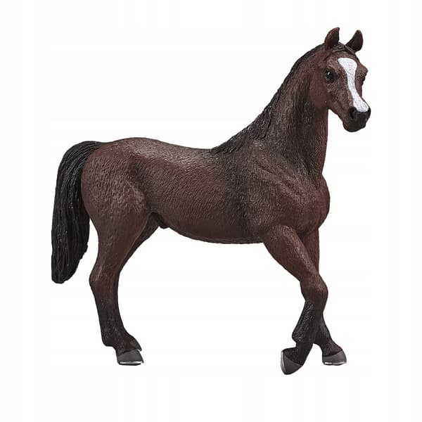 Mojo, a chestnut Arabian stallion
