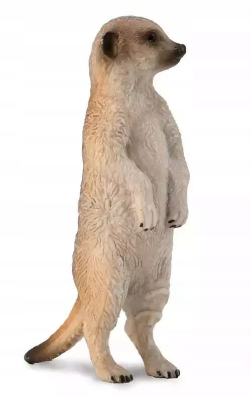 Grey meerkat S.