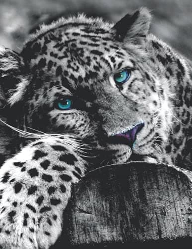 Notebook: Leopard-print composition notebook – College-ruled, 100 pages –