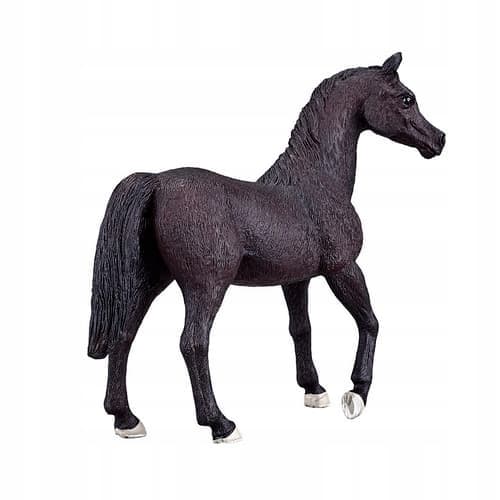 Mojo, a black Arabian stallion