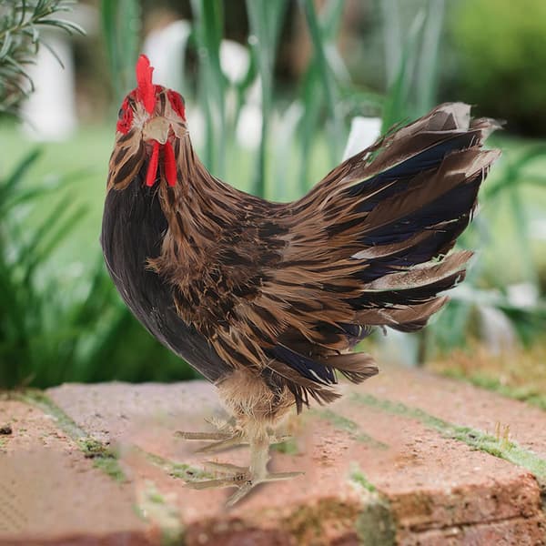 Feather Chicken Miniatures – Model Statue – Simulated Sculpture – Christmas