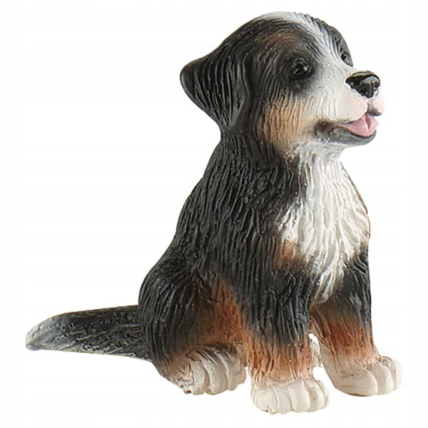 Bernese Mountain Dog – Joy the puppy