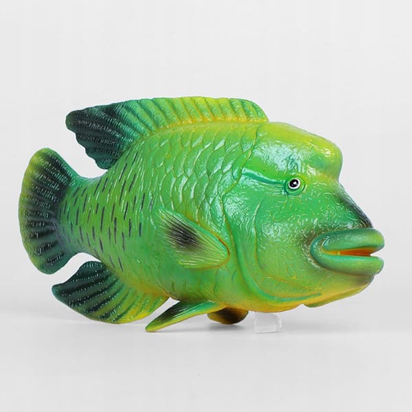 DURABLE PLASTIC MODEL OF A GREEN NAPOLEON FISH