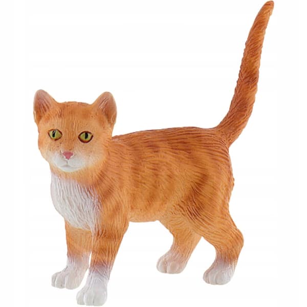 Francis, an American Shorthair cat