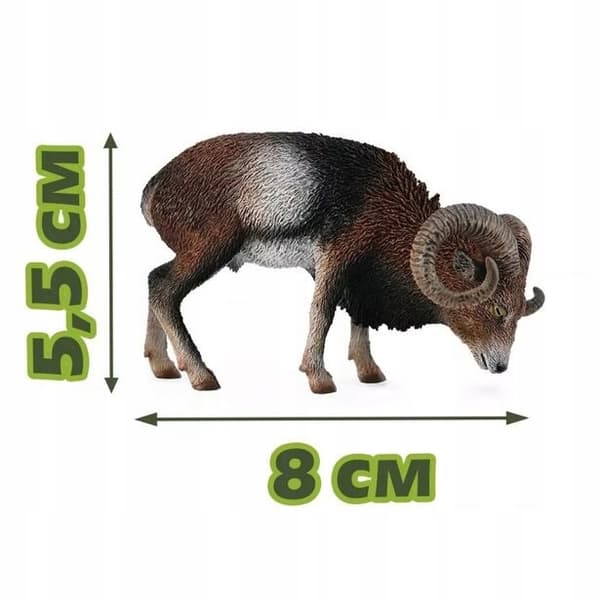 European mouflon L