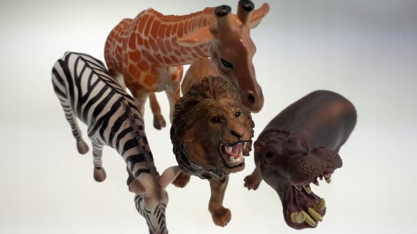 Animals: Lion, Giraffe, Zebra, Hippopotamus