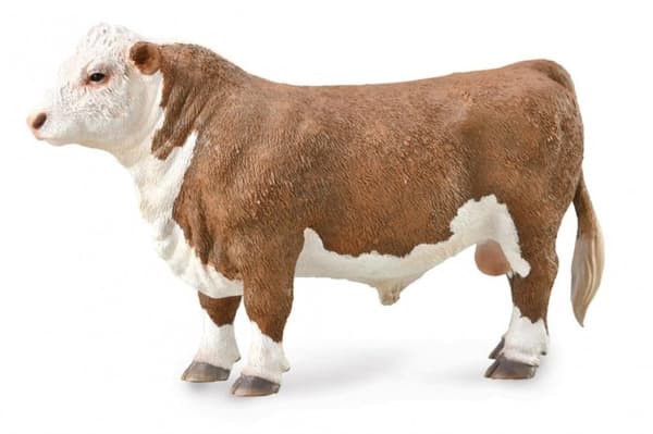 A Hereford bull