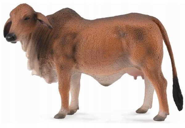 Red Brahman cow, Collecta