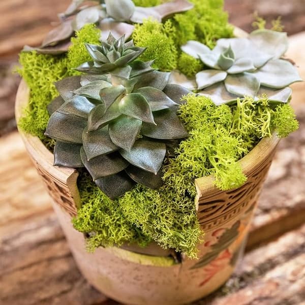 Green Stuff Islandmoss Assorted Colours Lichen 250g MEGA PACK ARTIFICIAL MOSS
