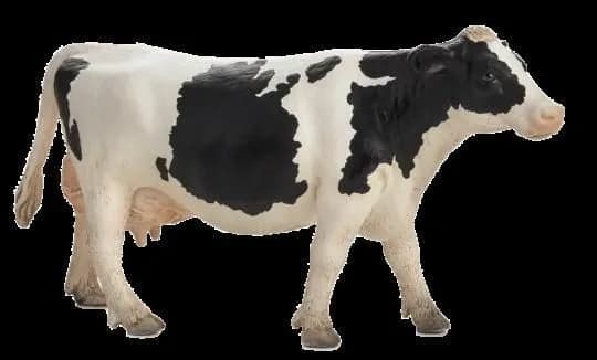 Mojo, the Holstein cow