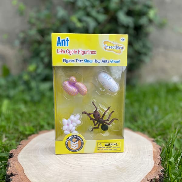 INSECT LORE educational ant life cycle figurine set for children aged 4+