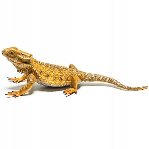 Pogona bearded dragon