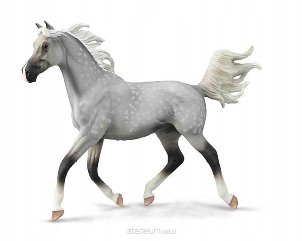 A half-Arabian stallion with a grey-black coat