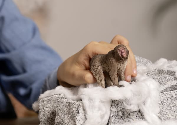 JAPANESE MACAQUE [FIGURINE]