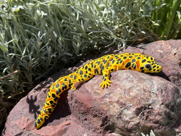 3D Leopard Gecko – a realistic segmented figurine, terrarium decoration