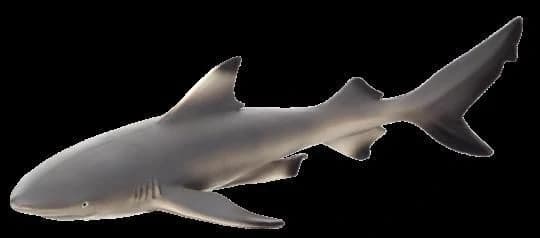 Mojo Blackfin Shark