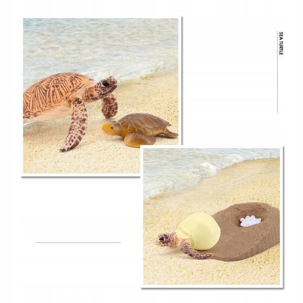 Growth Animal life cycle models Simulation Sea turtle model 2423