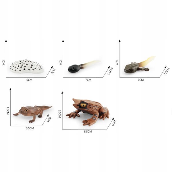 Montessori Frogs: Life Cycle Model – Animals, Style D