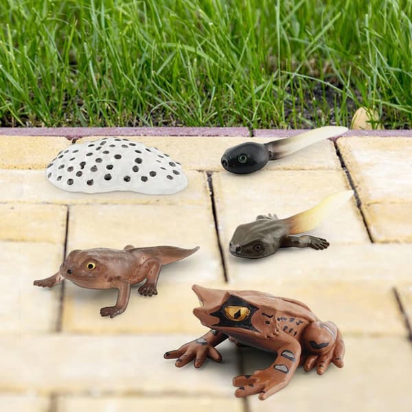 Montessori Frogs: Life Cycle Model – Animals, Style D