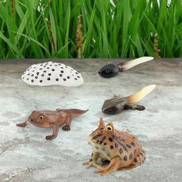 Life cycle figurines – Realistic animal style C