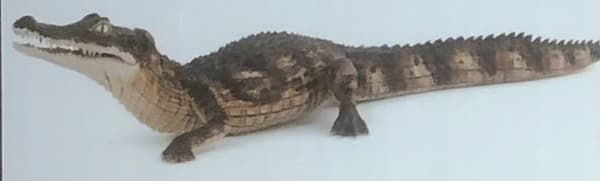 PAPO CAIMAN FIGURINE