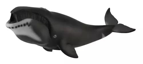 XL Greenland whale.