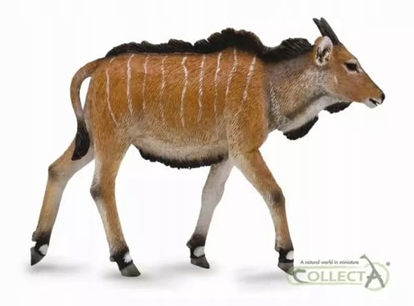 Eland antelope calf M.