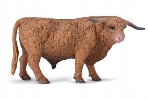 A Scottish Highland bull
