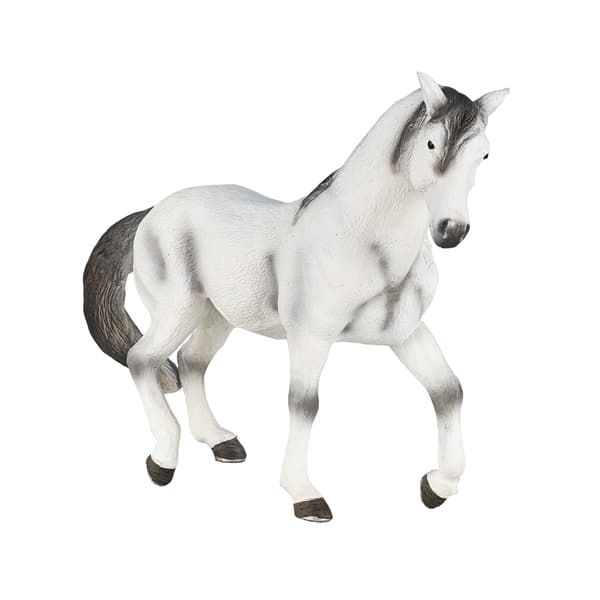 Mojo, a grey Andalusian horse