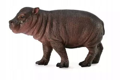 Pygmy hippopotamus calf S.